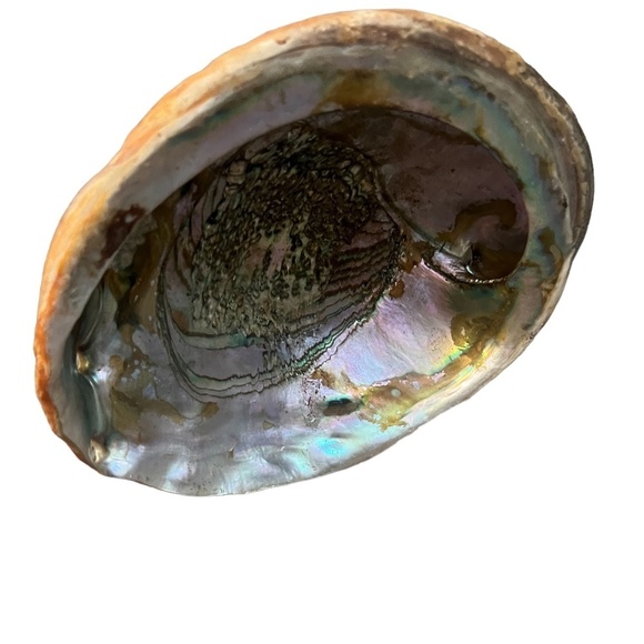 Abalone Shell Large Red Dish shaped Lustre Iridescent Shiny - Picture 7 of 8